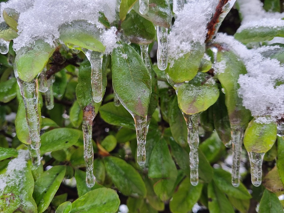Snow Ree Icicle Winter Snow - Free photo on Pixabay - Pixabay