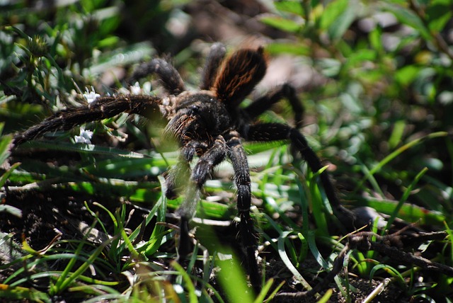 Free Tarantula Spider photo and picture