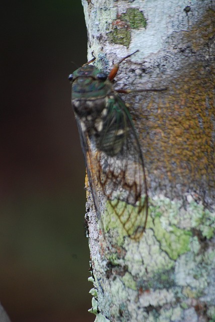 Free Cicada Insect photo and picture