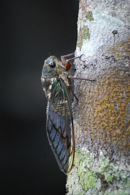 Free Cicada Insect photo and picture