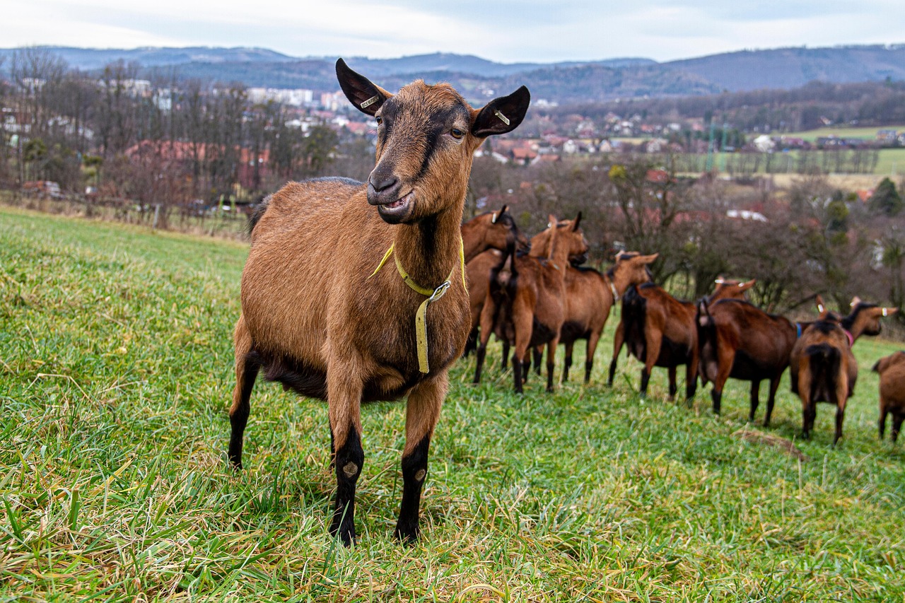 Chèvres Troupeau Animaux - Photo gratuite sur Pixabay - Pixabay