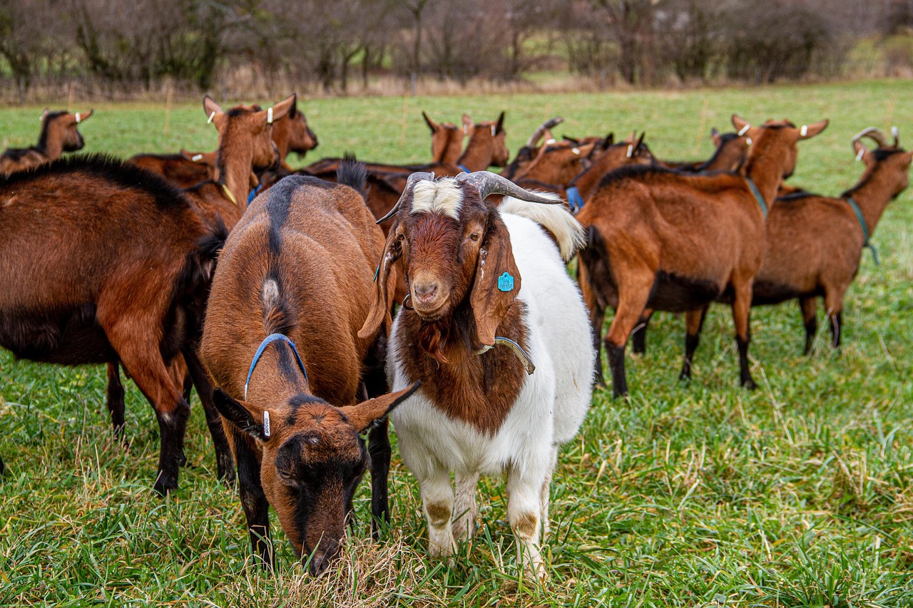 Goats Herd Animals Free Photo On Pixabay Pixabay