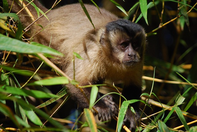 Free Monkey Animal photo and picture