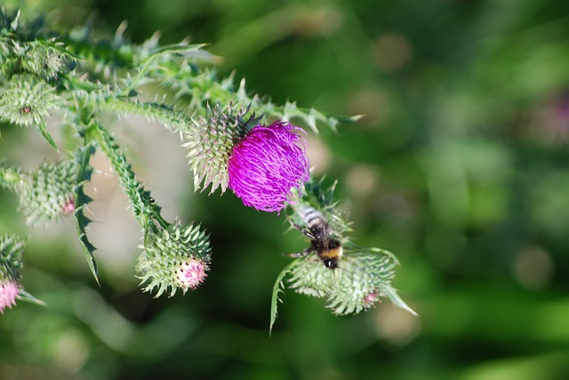 Free Bee Flower Wallpaper photo and picture