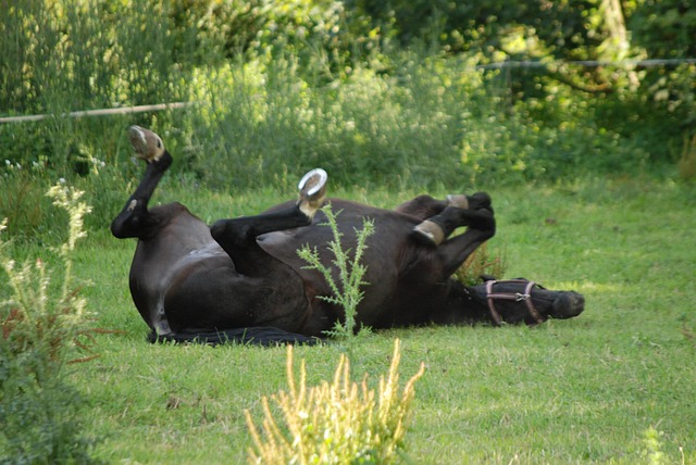 Free Horses Animal photo and picture