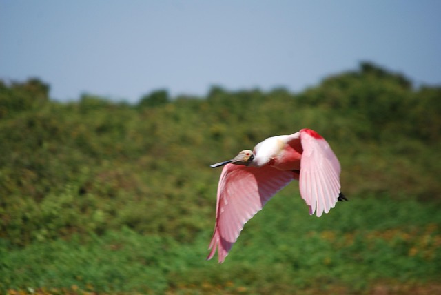 Free Bird Swamp photo and picture