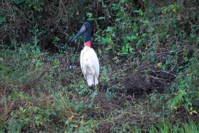 Free Tuyuyu Bird photo and picture