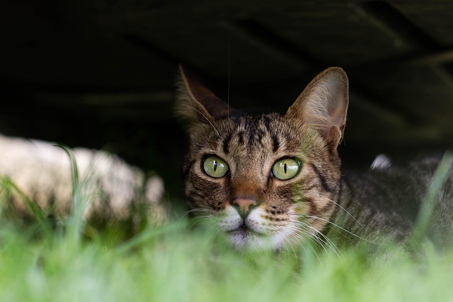 Free Cat Pet photo and picture