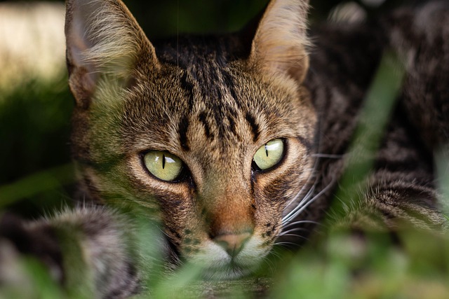Free Cat Pet photo and picture