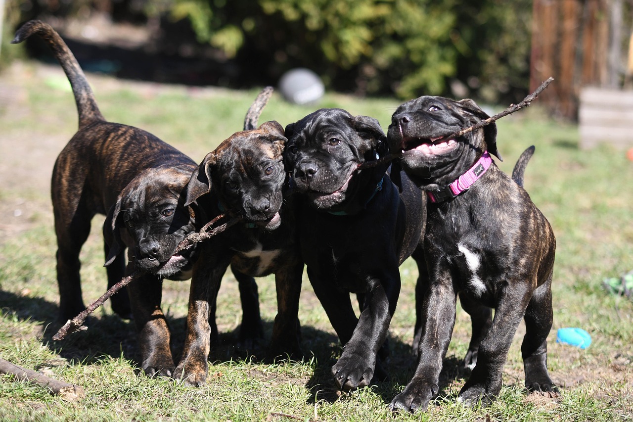 50 Free Cane Corso Cane Corso Photos Pixabay 50 Free Cane Corso Cane Corso Photos Pixabay