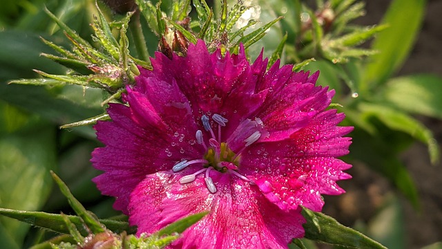 Natur, Blomst Baggrund, Blomst