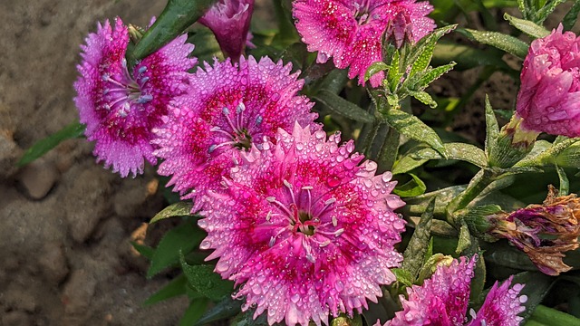 Blomst, Blomst Tapet, Blomst Baggrund