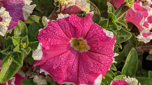 Blomst, Blomst Tapet, Smukke Blomster