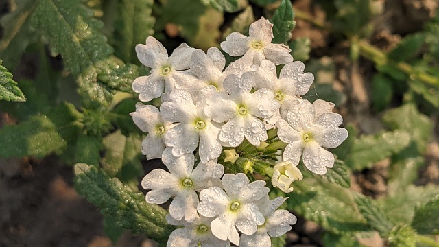 Blomst, Blomst Baggrund, Dug