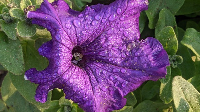 Natur, Blomst Baggrund, Blomst