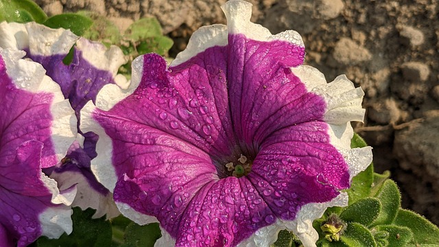 Blomst, Blomst Tapet, Smukke Blomster