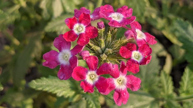 Dug, Blomst, Natur, Plante, Have