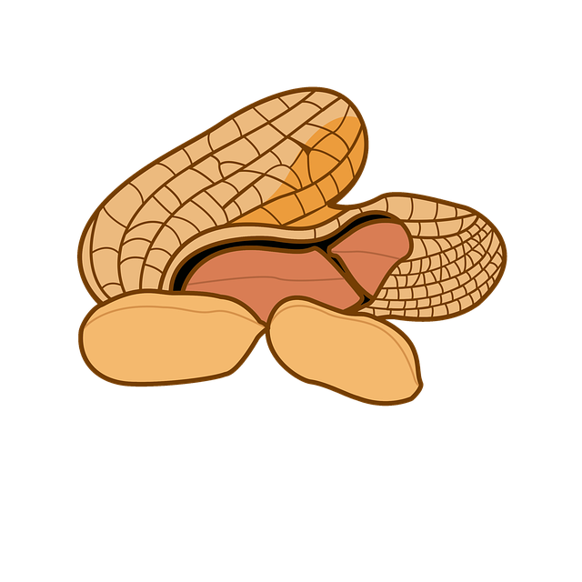 Free nuts peanut snack illustration