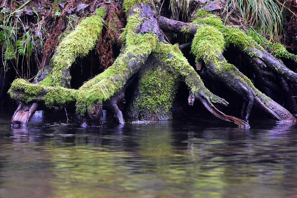 Tree Brook Nature - Free photo on Pixabay - Pixabay
