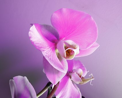 Free Flowers Orchid photo and picture