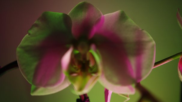 Free Blumen Flowers photo and picture