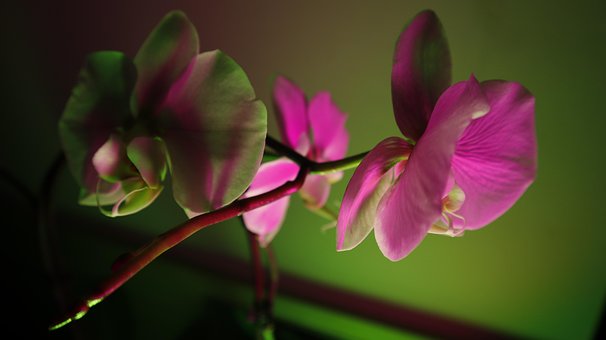 Free Flowers Orchid photo and picture
