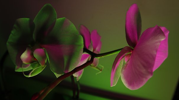 Free Flowers Orchid photo and picture