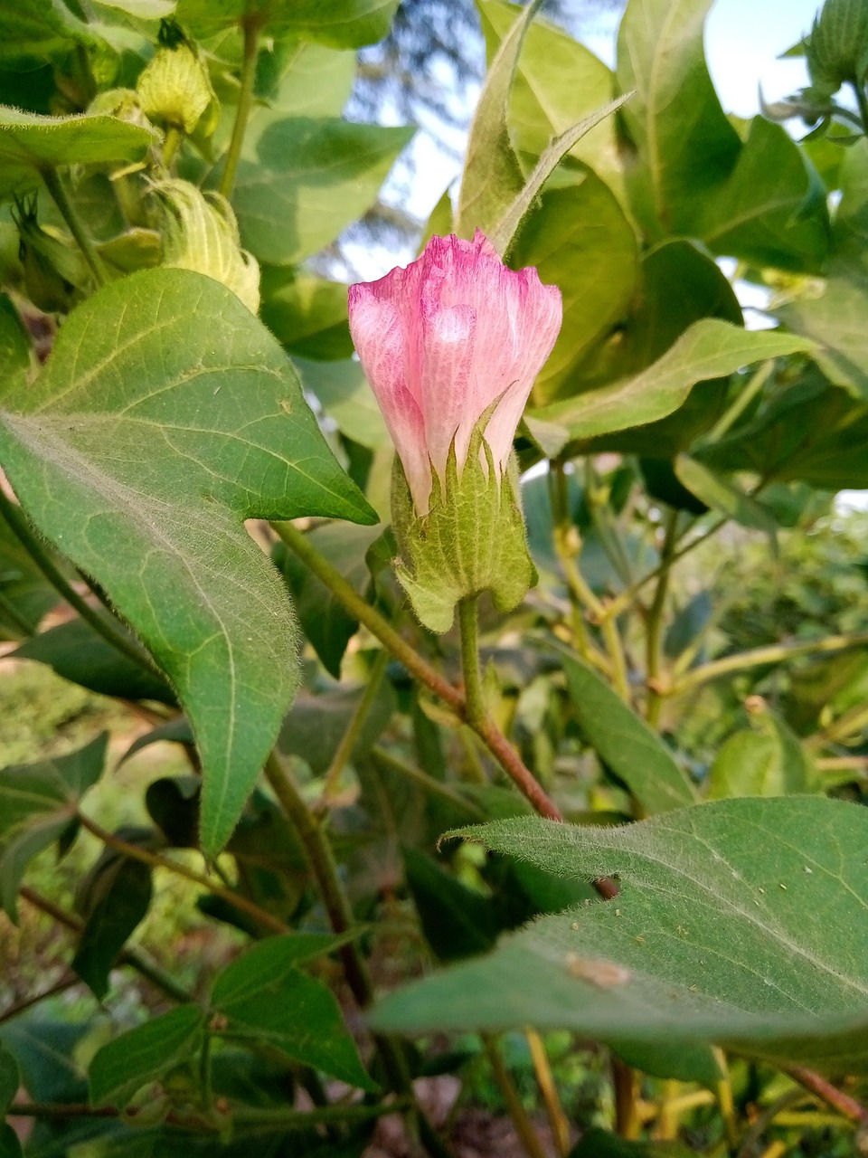 Cotton Plant Flower Bud Free photo on Pixabay Pixabay