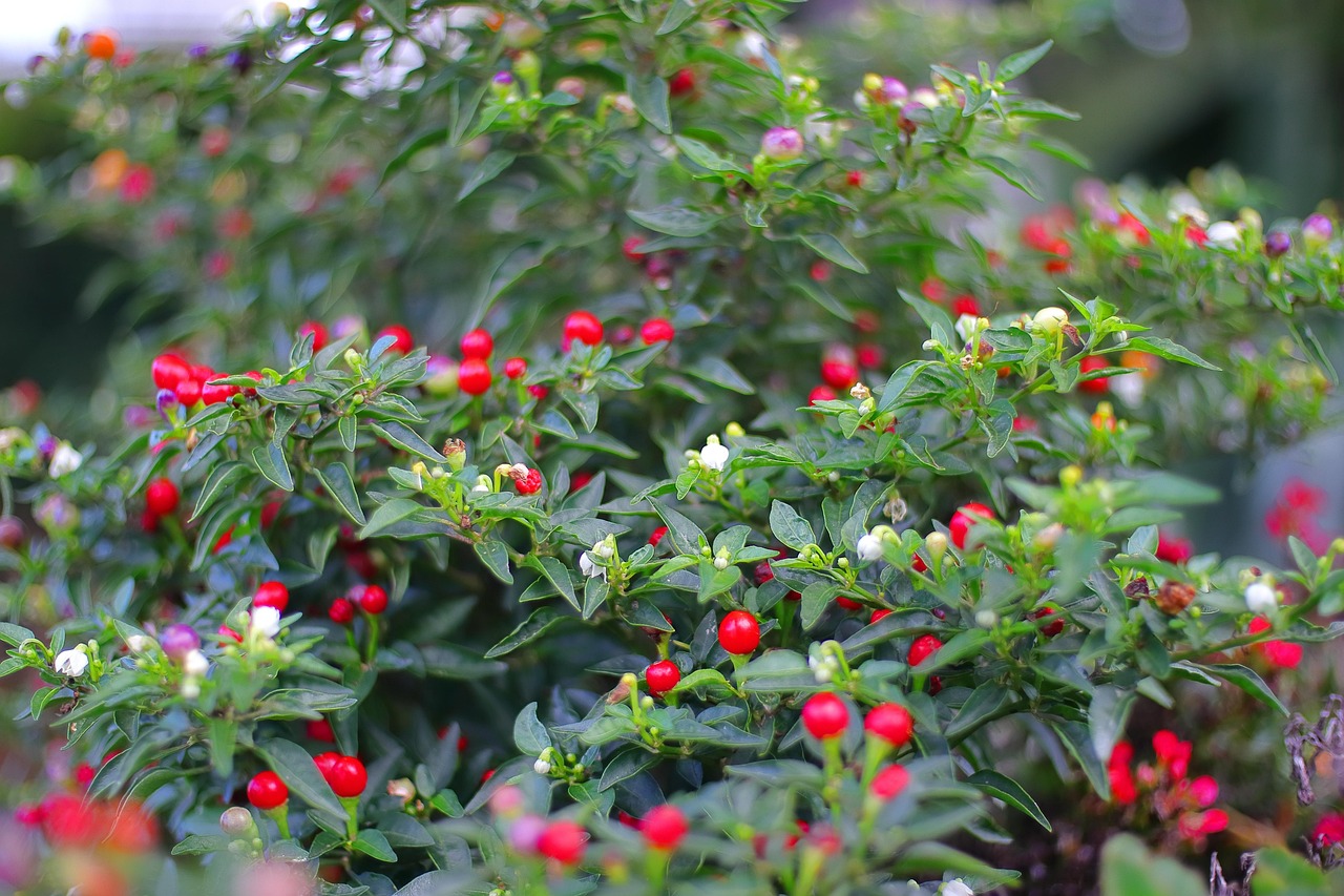 Best HD Pictures about  Buisson Fleuri Persistantnull  with No AI Images