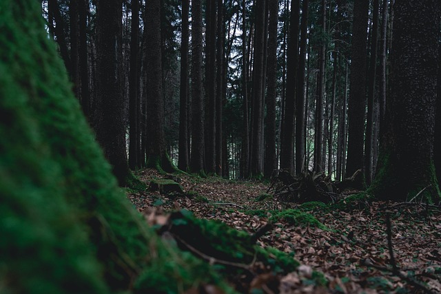 Free Forest Nature photo and picture