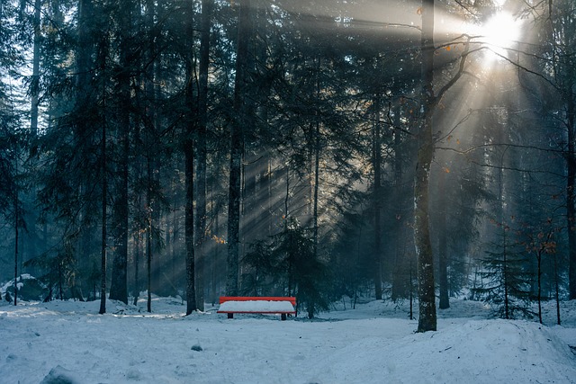 Free Forest Nature photo and picture