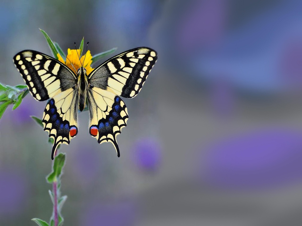https://cdn.pixabay.com/photo/2022/01/08/11/40/insect-6923753_1280.jpg