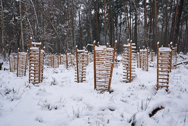 nursery, replanting, afforestation, reforestation, winter, snow, tree protection, forest, afforestation, reforestation, reforestation, reforestation, reforestation, reforestation