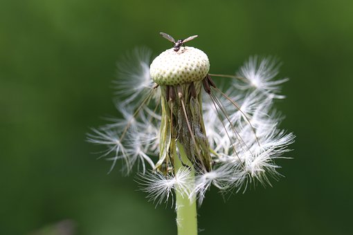 Free Flower Dandelion photo and picture