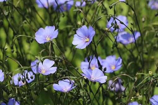 Free Flowers Flower Background photo and picture