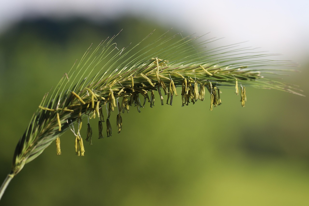 Groente Rye Rye Grain Agriculture - Free photo on Pixabay - Pixabay