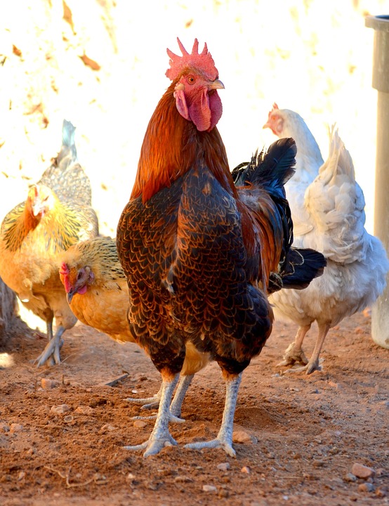 Cockrel Poultry With - Free photo on Pixabay - Pixabay