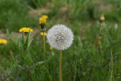 Free Flower Dandelion photo and picture
