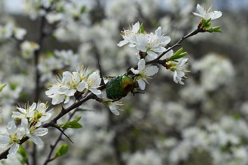 Free Insect Beetle photo and picture