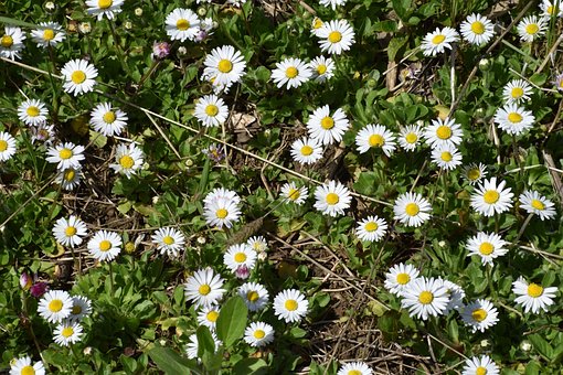 Free Daisies Flowers photo and picture