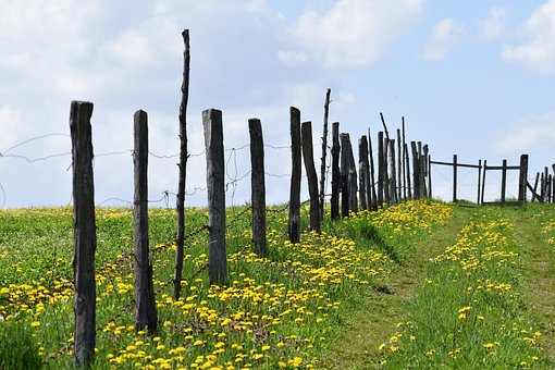Free Fence Field photo and picture