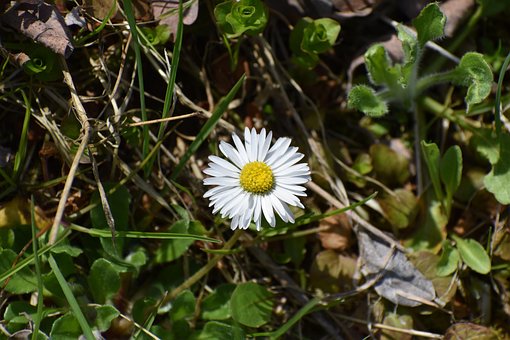 Free Flower Flower Wallpaper photo and picture