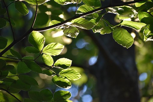 Free Leaves Branch photo and picture