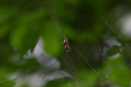 Free Spider Arachnid photo and picture