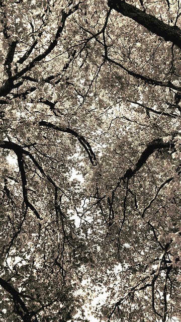 Árboles, Naturaleza, Bosque, Desierto