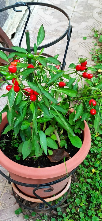 10 Semi Di Peperoncino Bonsai (Capsicum Minimum) - Pianta D'appartamento Originale