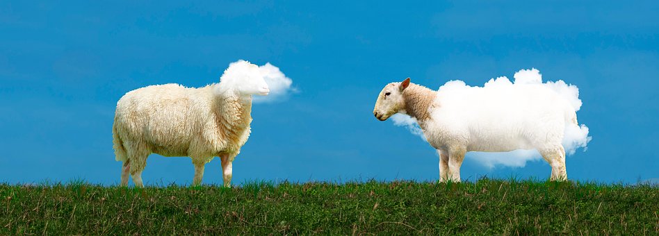 Free Animals Sheep photo and picture