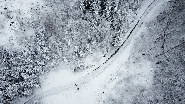 Free Winter Forest photo and picture