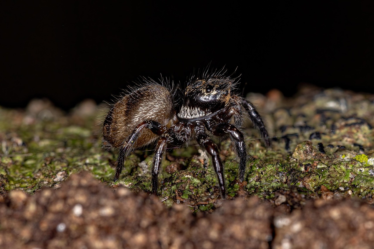 Insecticon Spider Insect Spider Entomology - Free photo on Pixabay - Pixabay