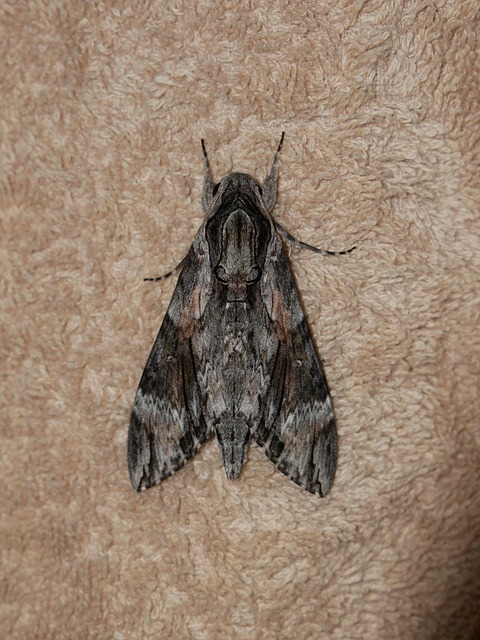 Free Moth Insect photo and picture